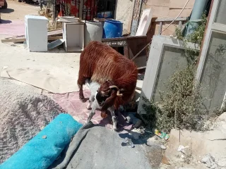 عنز وراها سخله ديد حليب ماشاء الله 2