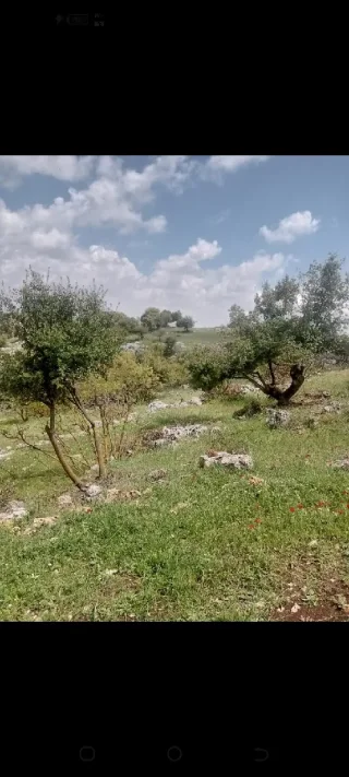 دونمين ارض للبيع في عجلون 9