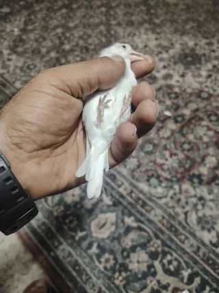 حسونه فل وايت 3
