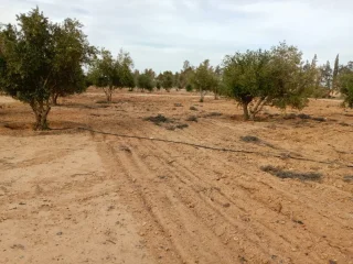 مزرعه مع بئر اراتوازي للبيع المقرق 2