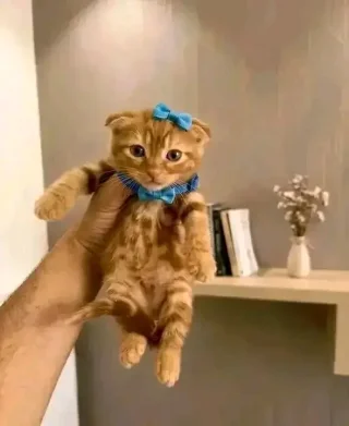 قطط بعمر شهرين للبيع 9
