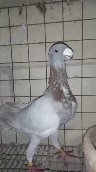 فحل هومر 3