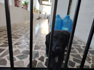 لابرادور للبيع 4