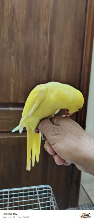 ببغاء درة لاتينو عين حمرة حجم جامبو