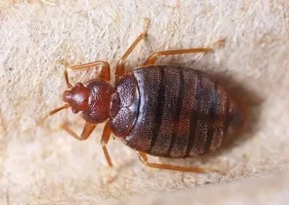 #انتشار_مش_طبيعي حشرة الفراش.  #البق أو كما تسمي (حشرة البق) 🛏من  انواع الحشرات