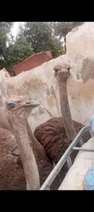 عبد الكريم