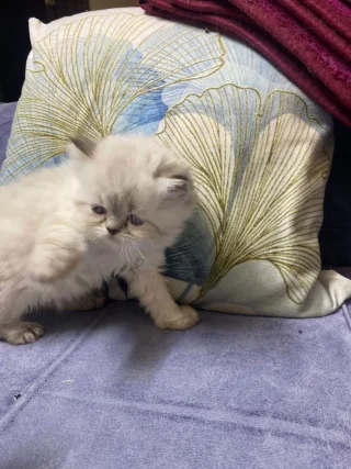 قطط للبيع 4