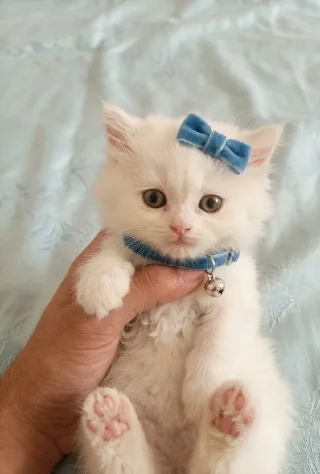 شيرازي ذكر شهرين ، تواصل وتساب
