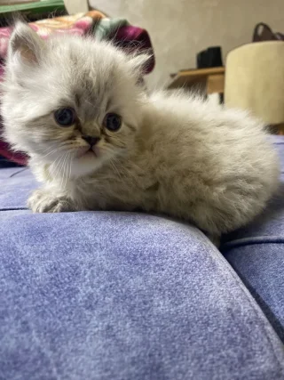 قطط للبيع 3