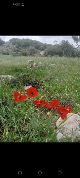 دونمين ارض للبيع في عجلون 4