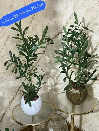 محمد الشنب