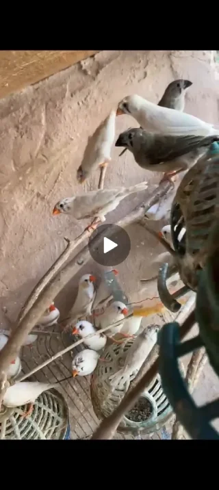 عصافير جنه فنجز 2