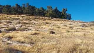 ارض مميزة للبيع 4