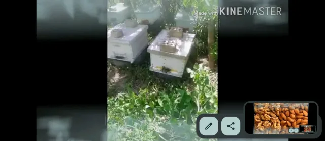 بيع منتجات بلديه 3