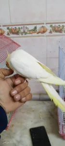 كوكتيل متكلم