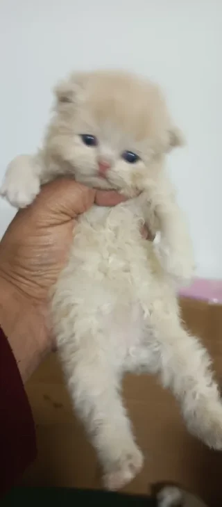 للبيع اجمل انواع القطط 4