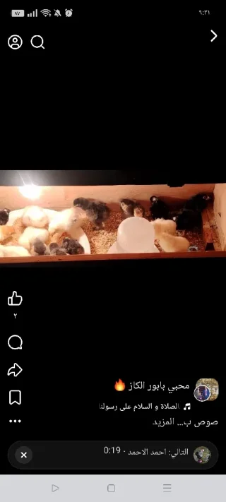 صيصان براهمي زينه وصيصان محلق مقزم زينه