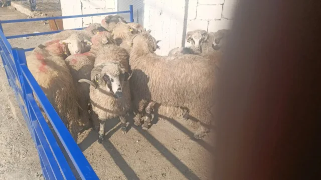 مزرعة ابو هاشم للحوم والمواشي 9