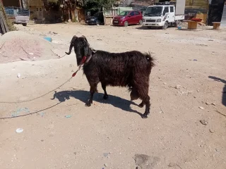 عنز حليب ماشاء الله تبارك الرحمن