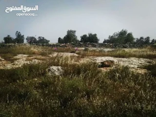 أرض زراعيّة تصلح لعمل مزرعة بأقل سعر في المنطقة 10