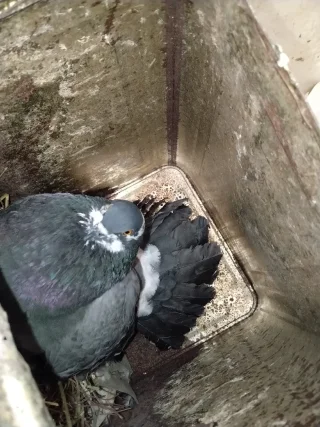 حمام هزاز