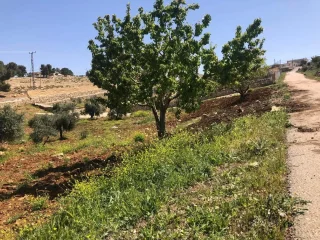 مزرعة مميزة مفروزة مخدومة على ٣ شوارع 3