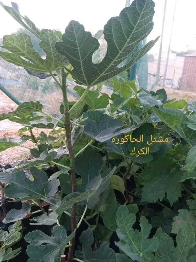 مشتل الحاكوره الكركيه 5