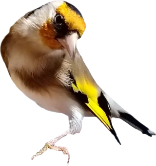 حسون 4