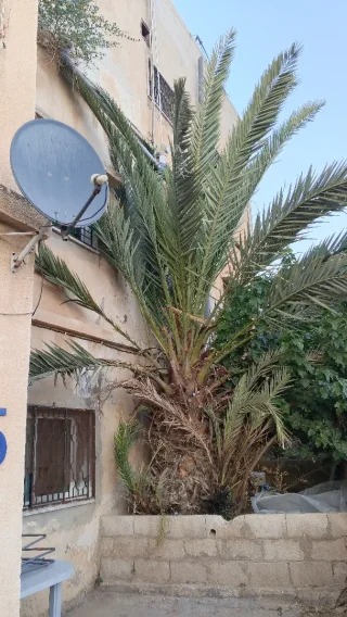 نخلة ذكر طول الساق 2.50 متر 3