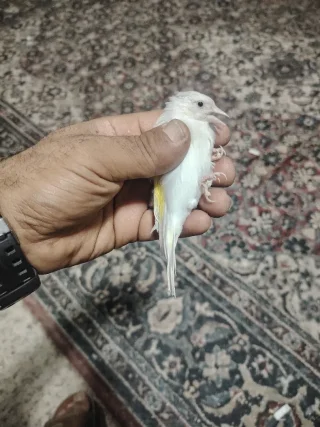 حسونه فل وايت 4