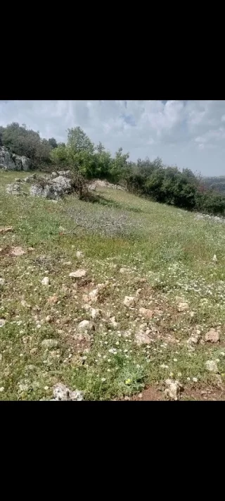 دونمين ارض للبيع في عجلون 6