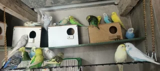 عصافير حب حبات جامبو 2