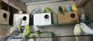 عصافير حب حبات جامبو 4