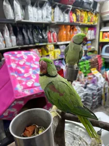 ببغاء 6