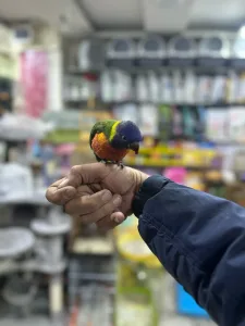 لوري فرخ زق 2