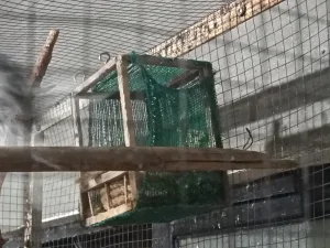 جواز كوكتيل 6