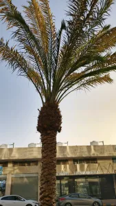 خدمات تنسيق وصيانة الحدائق 2