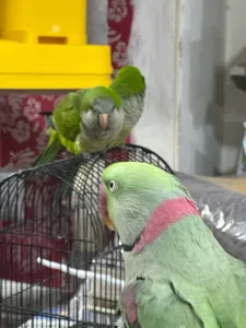 ببغاء 3