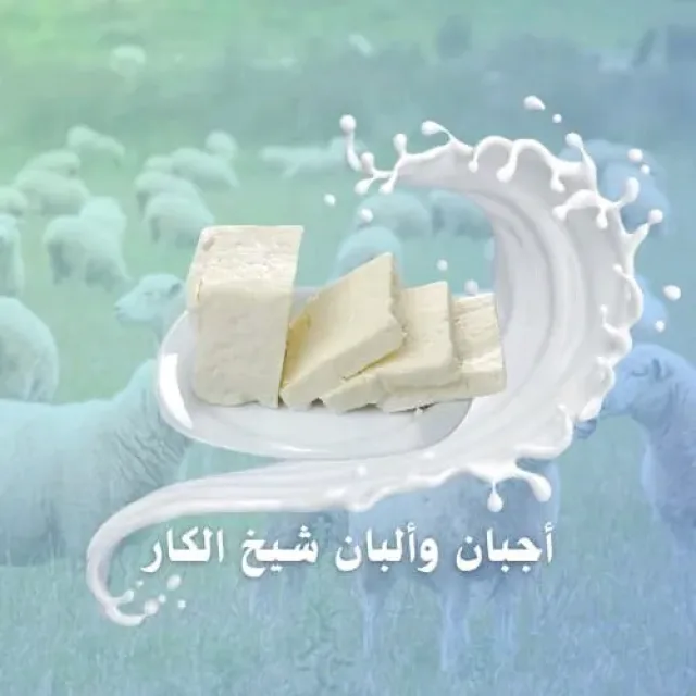 أجبان والبان شيخ الكار 2