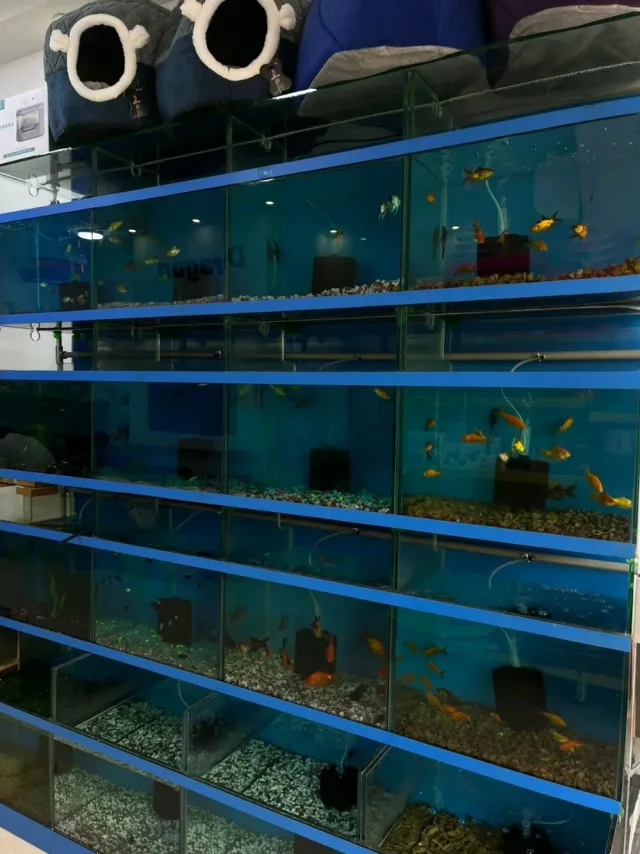 dargon Pet shop 14