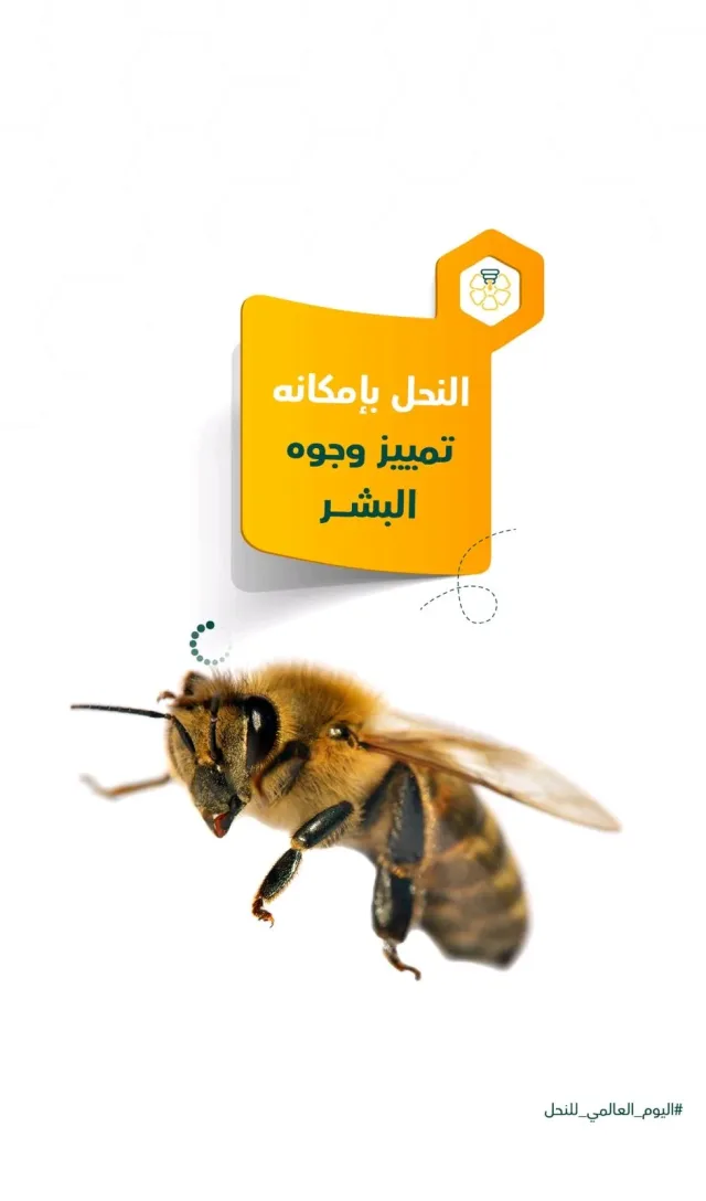 مناحل وعسل نبع الشفاء 5