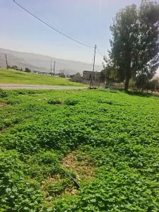 ارض سكن اخضر للبيع السلط نقب الدبور 3