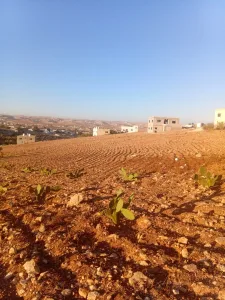 ارض للبيع في بلعما الزيتونة 10