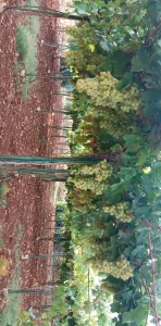 ارض مميزه للبيع في عجلون 13
