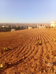 ارض للبيع في بلعما الزيتونة 7