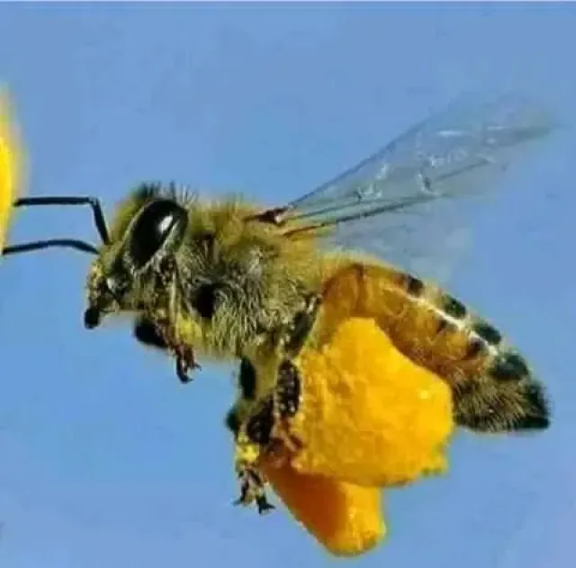 عسل باب اليمن 7