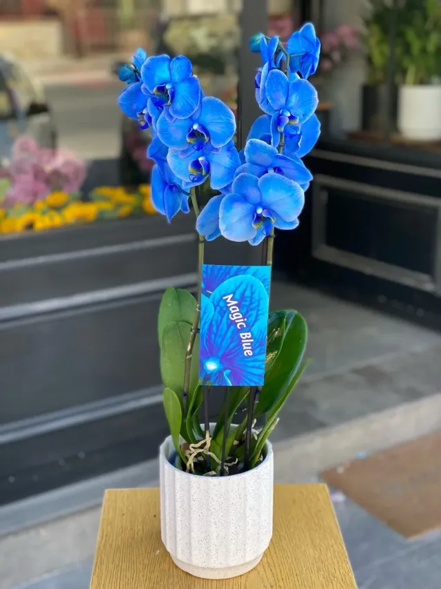 casabella_flowers 12