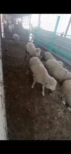 خرفان روماني 4