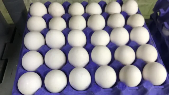 مركز الاهلية لتوزيع و بيع البيض الحليب 4