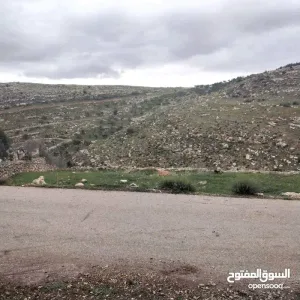 أرض للبيع في السلط( بطنة حوض أم رمانة)، تصلح لبناء مزرعة او فيلا سكنية. 13
